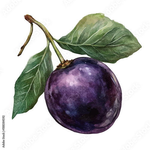 A watercolor vector painting of a damson, isolated on a white background. Damson vector.

