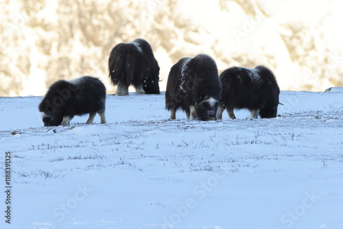 Wild Musk Ox in winter, mountains in Norway, Dovrefjell national park photo