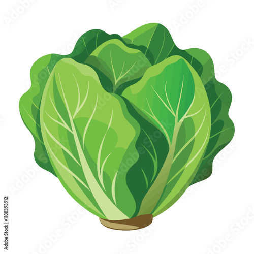 cabbage isolated on white background