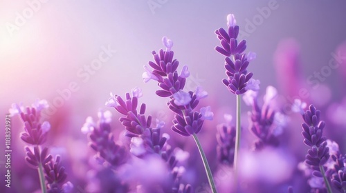 Floral Charm - Greeting Card with Elegant Lavender Blossoms Conveying Heartfelt Wishes