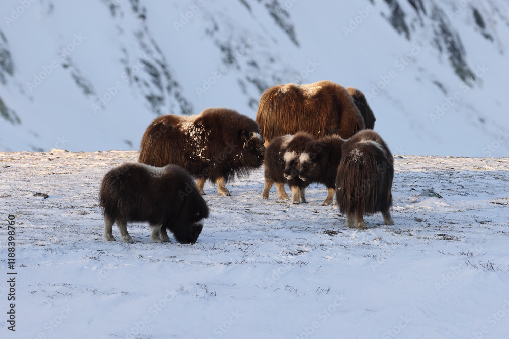 Wild Musk Ox in winter, mountains in Norway, Dovrefjell national park Wild Musk Ox in winter, mountains in Norway, Dovrefjell national park
