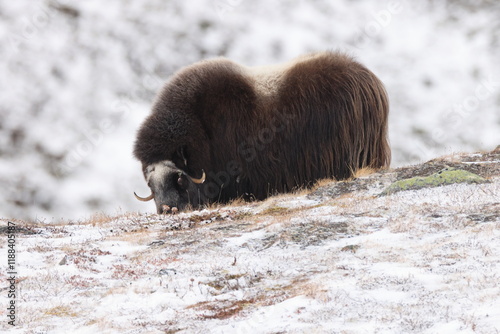 Wild Musk Ox in winter, mountains in Norway, Dovrefjell national park photo