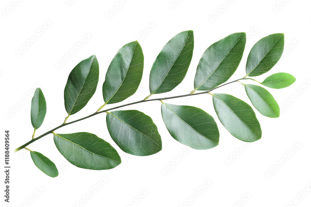 Naklejka premium Vibrant Green Canopy Leaves Isolated on a transparent Background for Natural Design Projects