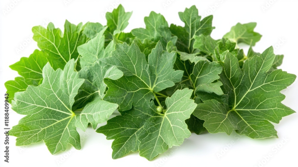 Fresh Green Leaves of Maple Plant for Culinary or Decorative Use