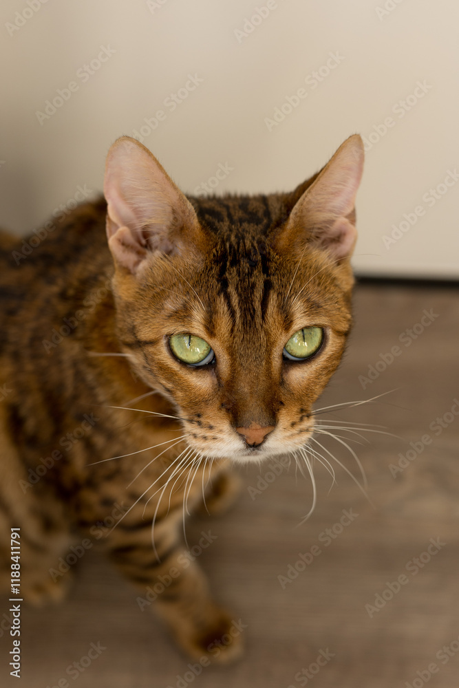  A stunning Bengal cat 