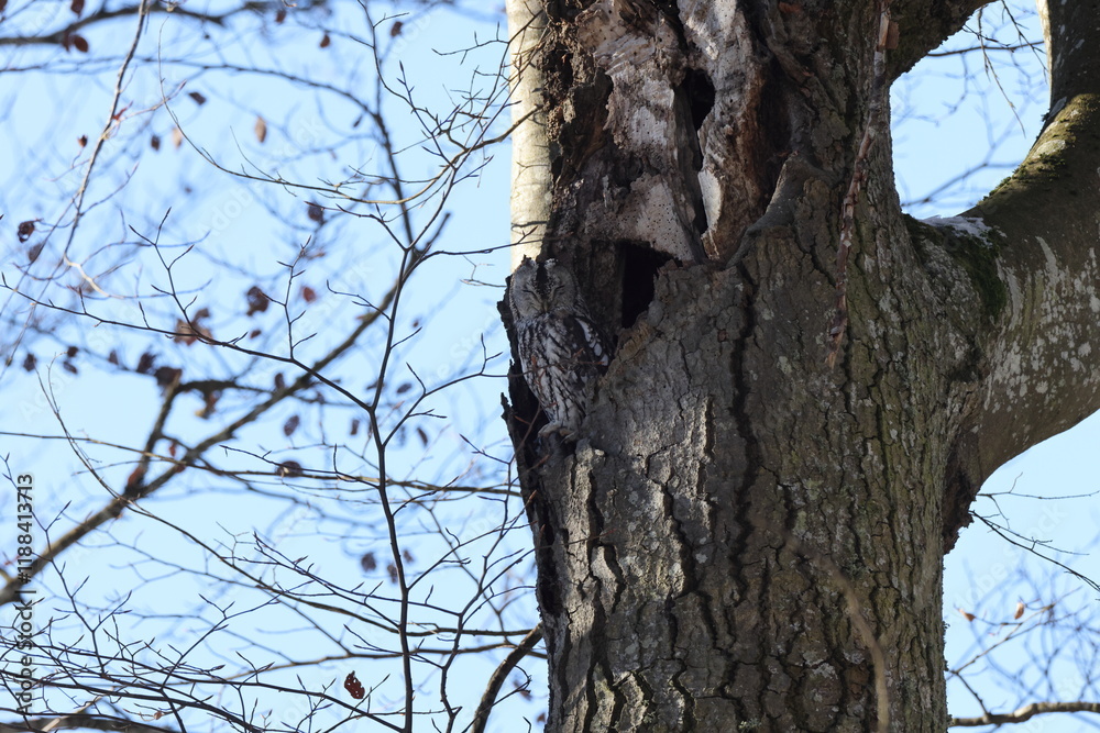Tawny Owl or Brown Owl (Strix Aluco) sitting on the tree in the forestTawny Owl or Brown Owl (Strix Aluco) sitting on the tree in the forest Tawny Owl or Brown Owl (Strix Aluco) sitting on the tree in the forestTawny Owl or Brown Owl (Strix Aluco) sitting on the tree in the forest