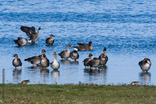 Tundrasaatgänse Herbst am Gülper See	 photo