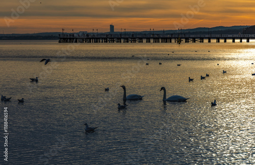 Sunset over the pier in Orłowo, swans on the Baltic Sea, winter on the Baltic Sea photo