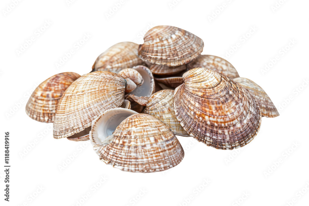 Fresh Clams Isolated on transparent Background for Culinary and Restaurant Use in Dishes Fresh Clams Isolated on transparent Background for Culinary and Restaurant Use in Dishes