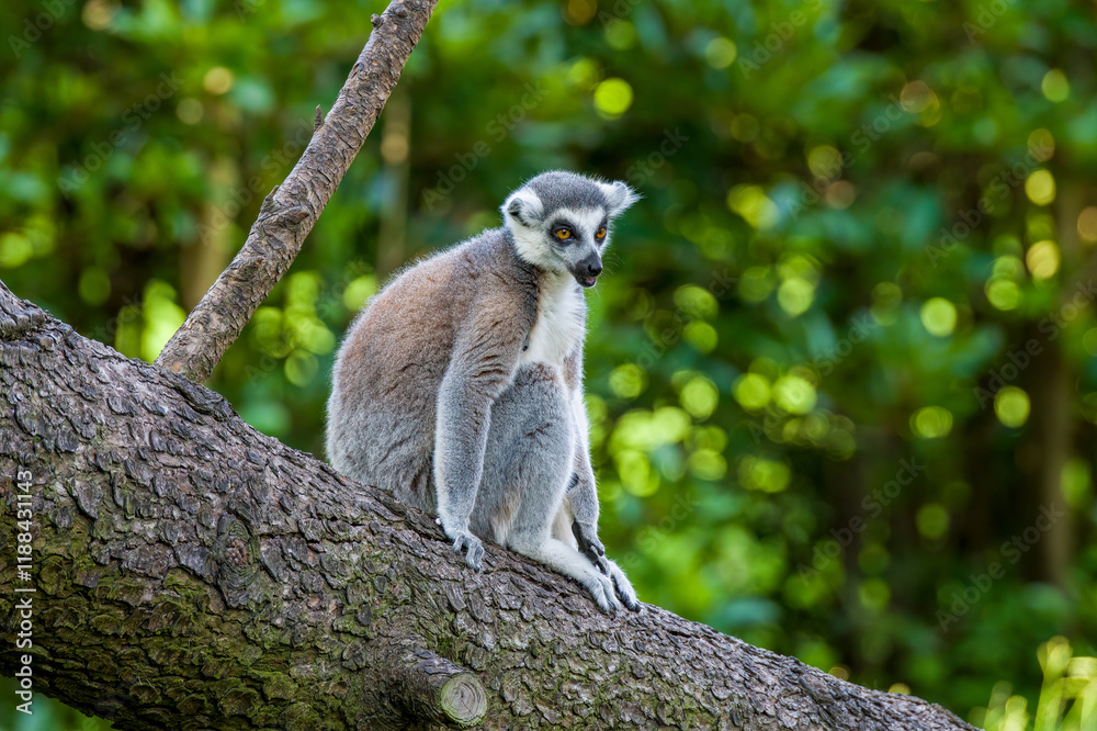 Fototapeta premium The long-tailed macaques in the forest.