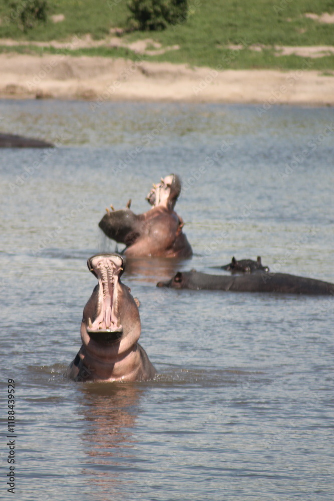 Hoppo hippopotamus in the river opening his mouth big wide open Hoppo hippopotamus in the river opening his mouth big wide open