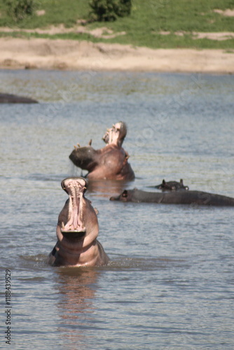 Hoppo hippopotamus in the river opening his mouth big wide open