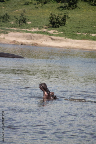 single hippo in the lake opening his mouth wide and big