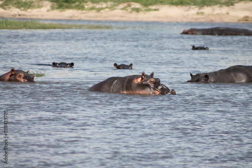 a lot of hippos floating in the lake in the sun hiding