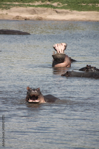 hippos in the lake opening their mouth wide open photo