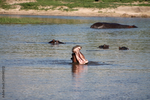 A hippo in the front opening its mouth in the river in the sun