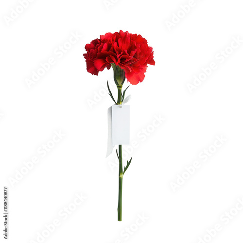 Obraz na płótnie Red carnation flower transparent background floral image studio environment vertical view beauty concept w salonie
