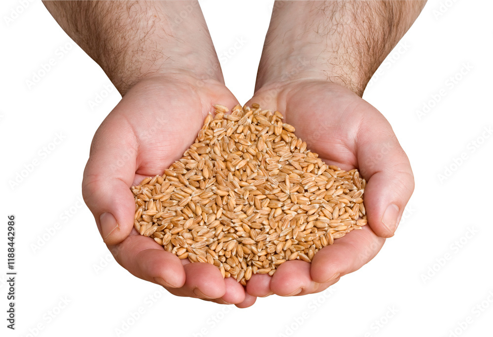 Grain Harvest isolated