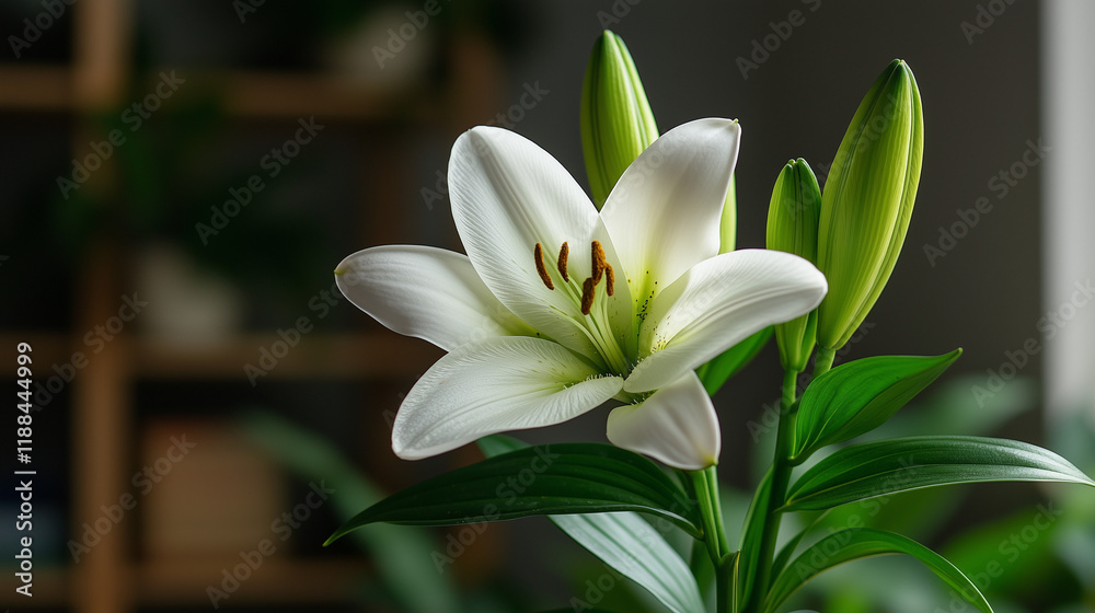 Obraz premium Close-up of a white Easter lily