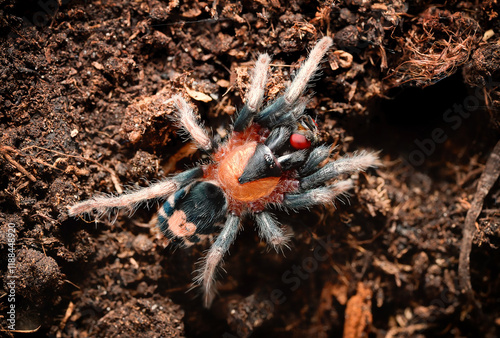 Cyriocosmus elegans the dwarf tarantula with a heart. The most striking feature of this spider is its heart-shaped abdomen, which has earned it the nickname 