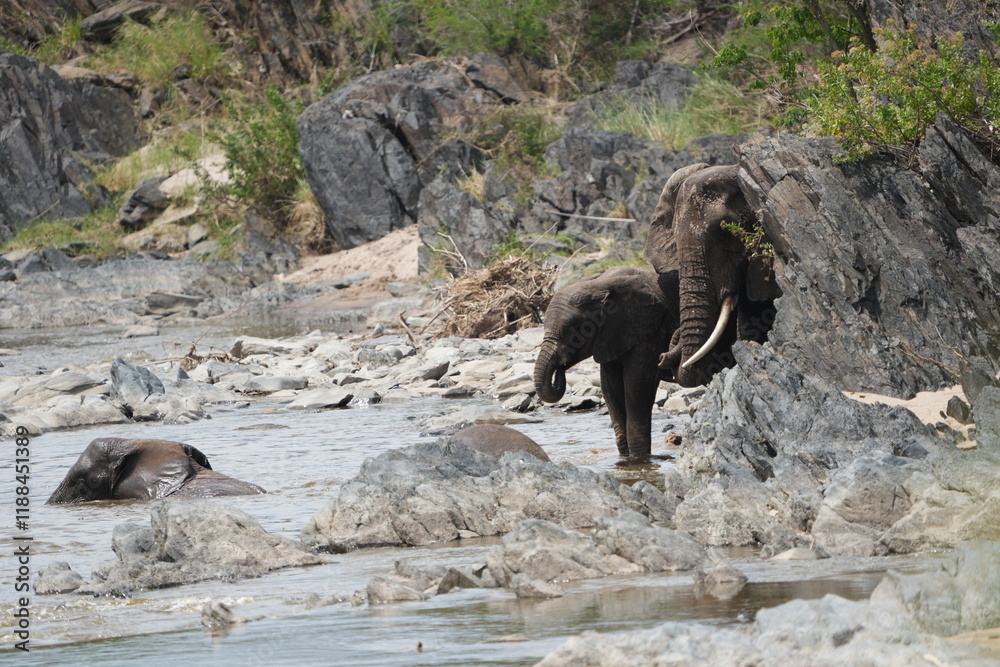 Fototapeta premium two african elephants playing and drinking water in a hippo pool in the serengeti national park tanzania, 