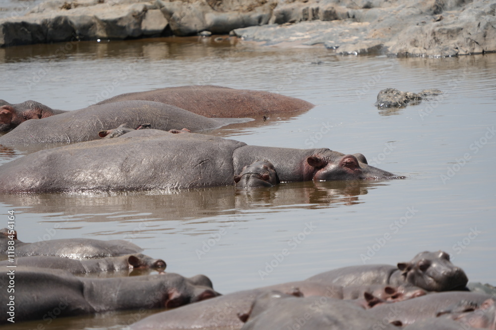 hippos huddled together in the hippo pool in serengeti national park tanzania hippos huddled together in the hippo pool in serengeti national park tanzania