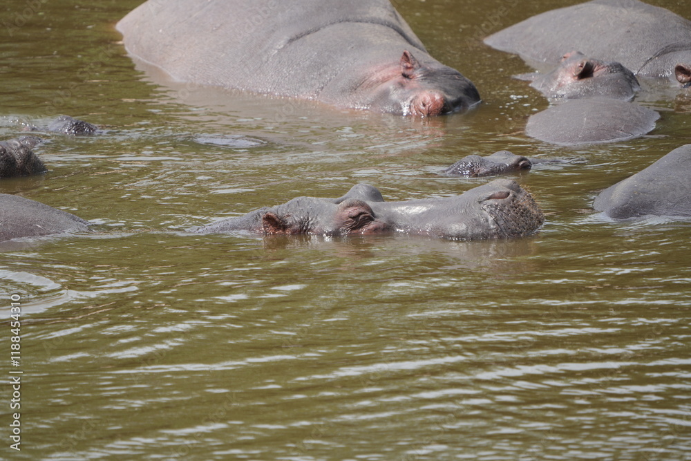 Fototapeta premium portrait wallpaper of hippos lounging in a hippo pool in the serengeti national park, behaviour and wildlife