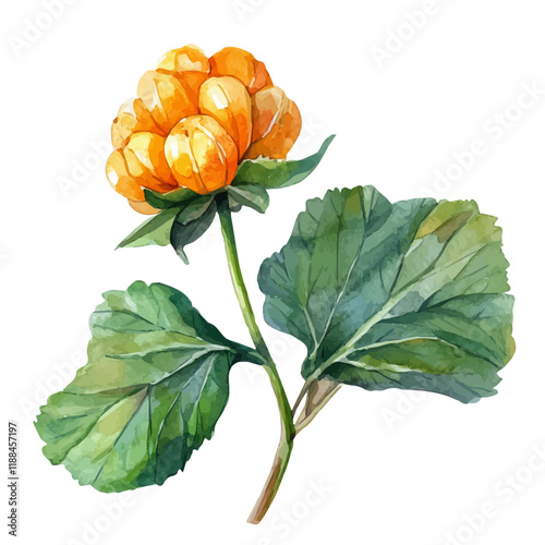 A watercolor vector painting of a cloudberry, isolated on a white background. Cloudberry vector.

