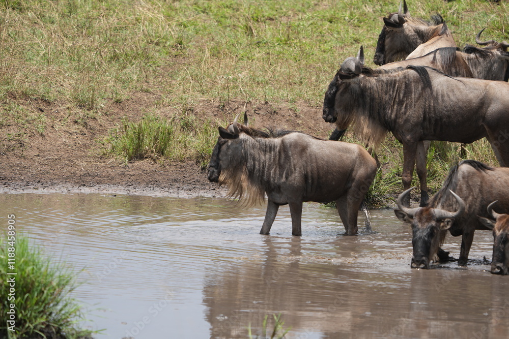 Fototapeta premium herd of gnu (wildebeest) in the serengeti national park tanzania standing at a water hole