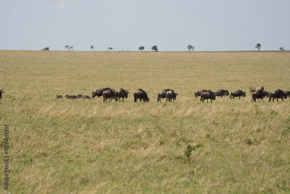 landscape photograph capturing the migration of wildebeest (gnus) in the serengeti national park tanzania landscape photograph capturing the migration of wildebeest (gnus) in the serengeti national park tanzania