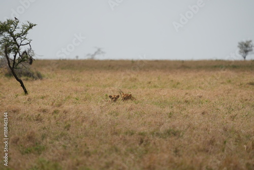 heads op two lions popping out of the plains on the serengeti, wallpaper, portrait,  photo