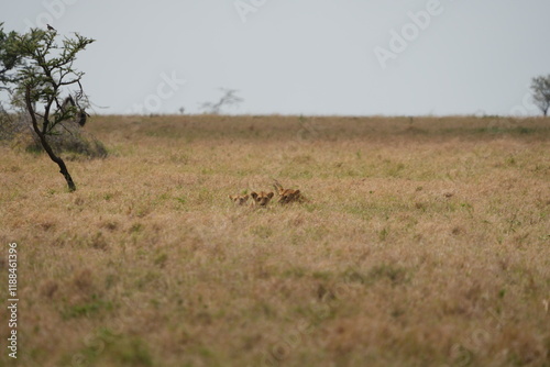 heads op two lions popping out of the plains on the serengeti, wallpaper, portrait,  photo