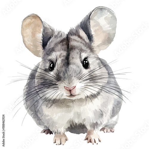 A watercolor vector painting of a chinchilla, isolated on a white background. Chinchilla vector.

