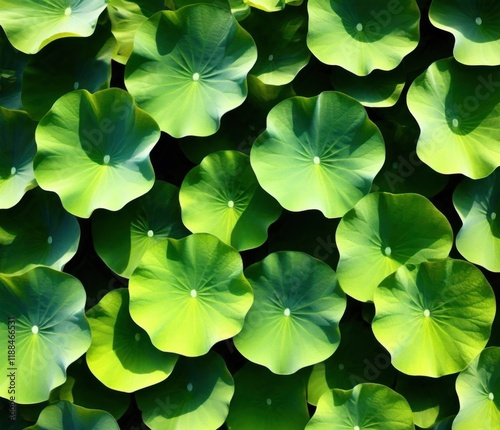 A serene background of overlapping lotus leaves fully covering the canvas photo