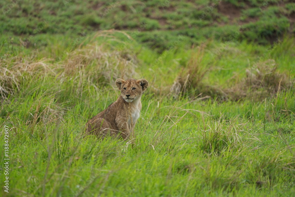 portrait of a cute lion cub sitting in the grass in the serengeti national park - young lion cub cute wallpaper portrait of a cute lion cub sitting in the grass in the serengeti national park - young lion cub cute wallpaper
