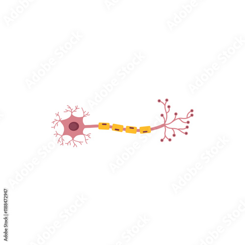 Biological anatomy of a typical neuron, human nerve cell. Vector illustration.