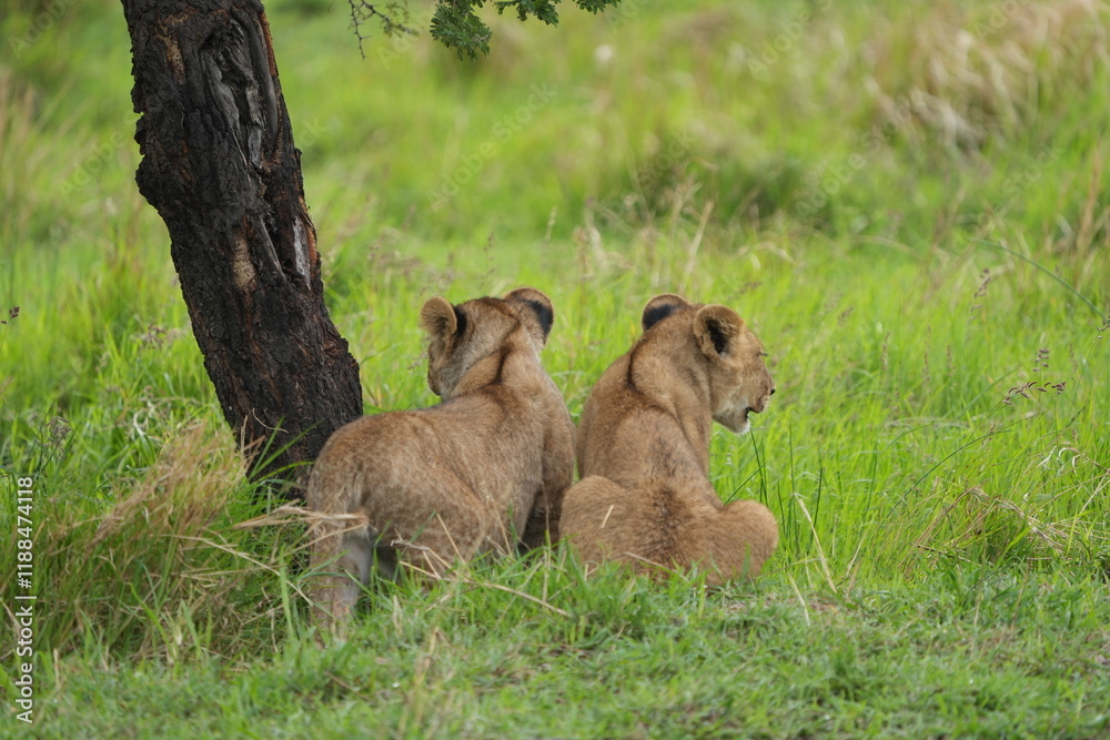 Fototapeta premium a pair of lion siblings, two lion siblings, sitting under a tree in the green lush grass of the serengeti national park savannah, wallpaper portrait