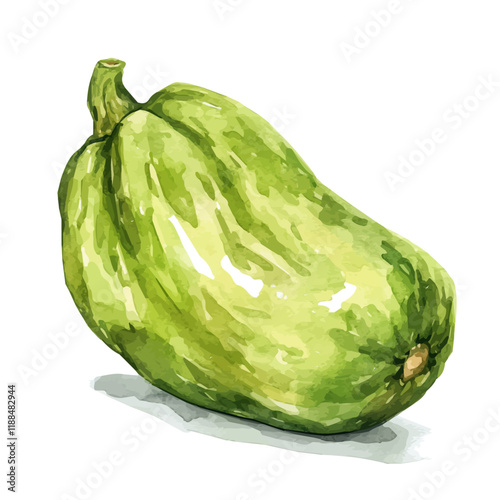 A watercolor vector painting of a chayote, isolated on a white background. Chayote vector.

