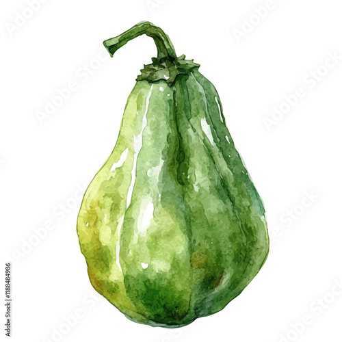 A watercolor vector painting of a chayote, isolated on a white background. Chayote vector.

