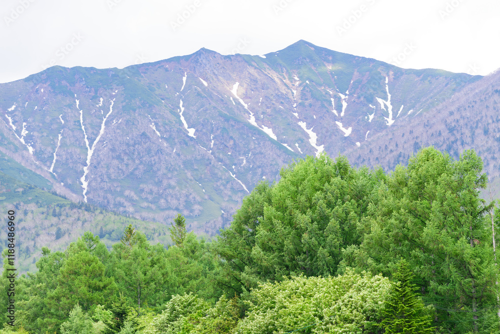Fototapeta premium 春の富良野の風景