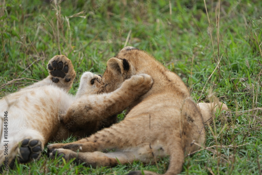 Obraz premium two lion cubs playing in the grass together, brothers, tanzania, serengeti national park