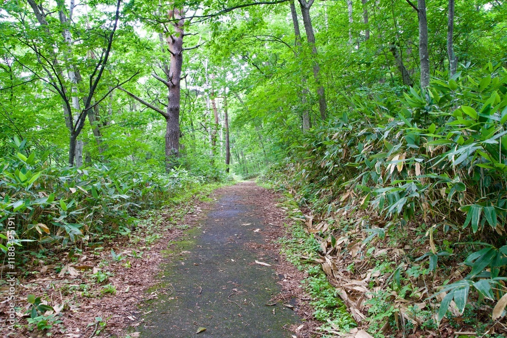Fototapeta premium Trekking paths in Shiga Kogen in summer