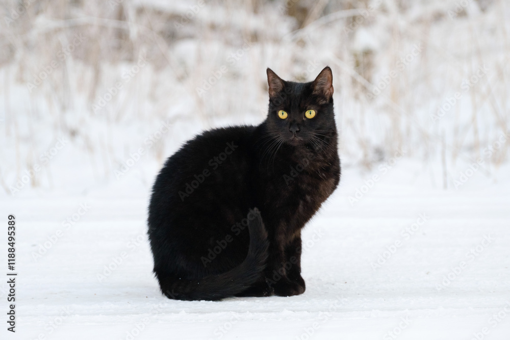 Black cat in white snow in winter