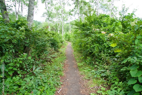 Trekking path through the grass and trees of Shiga Kogen photo