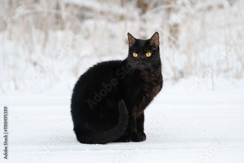 Obraz na płótnie Black cat in white snow in winter w salonie