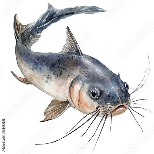 A watercolor vector painting of a catfish with barbels, isolated on a white background. Catfish with barbels vector.

