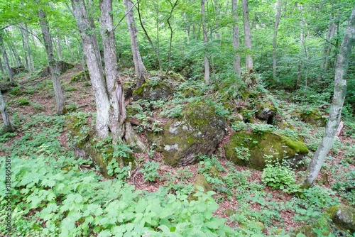 Landscape of forest and large stones with moss in Shiga Kogen photo