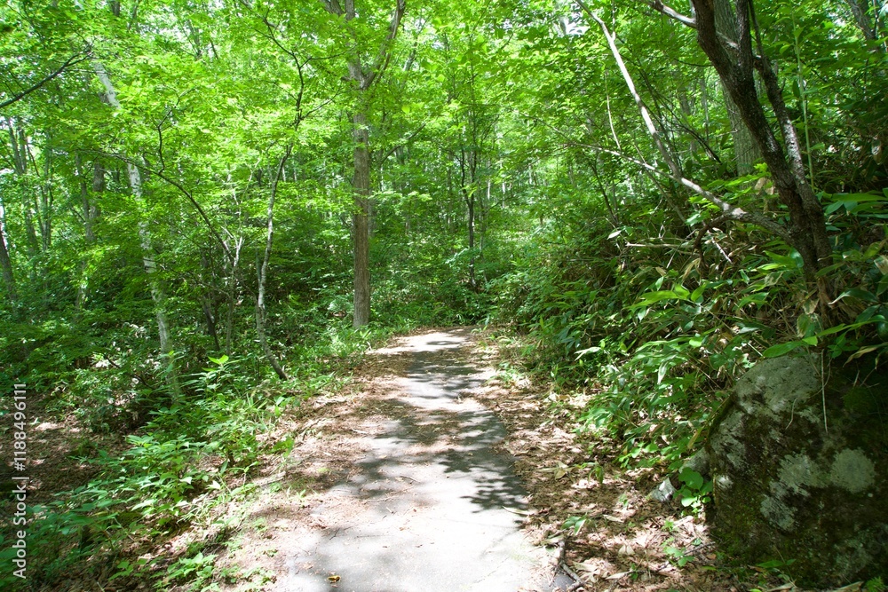 Fototapeta premium Trekking course in the forests of Shiga Kogen