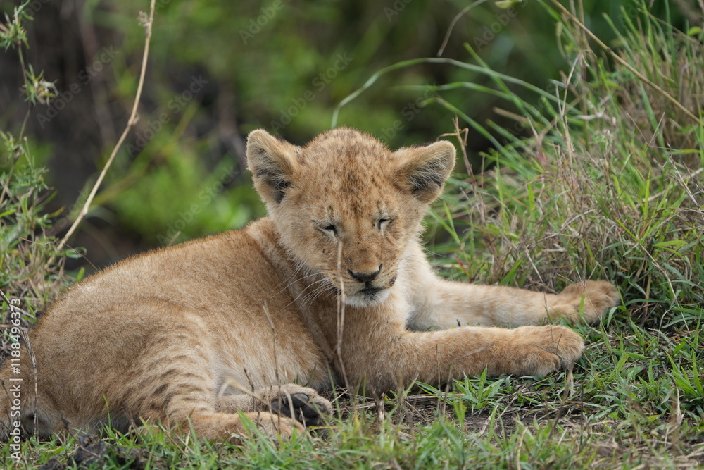 Obraz premium portrait of a lion cub isolated young in the serengeti national park tanzania