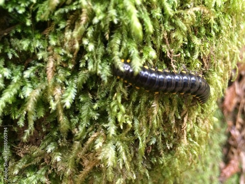 Close-up of a yellow spotted millipede, Muir Woods National Monument, California, USA photo